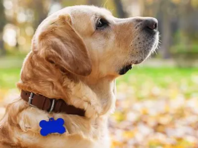 Dog wearing a collar with a dog tag.