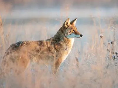 Coyote in a field.