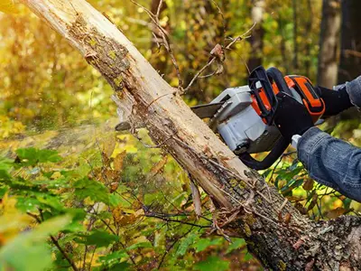 A person cutting down a tree with a chainsaw