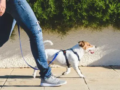 Dog walker walking her dog on a leash.