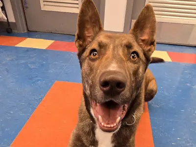 Fred, large brown dog, at the Clarington Animal Shelter.